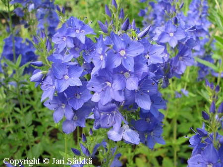 Loistotädyke, Veronica austriaca ssp. teucrium 'Knallblau'